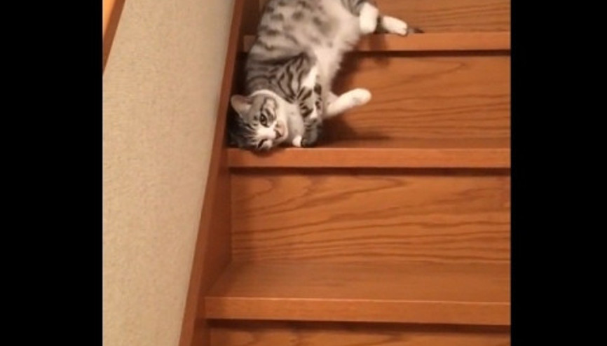 Üşengeç kedi
