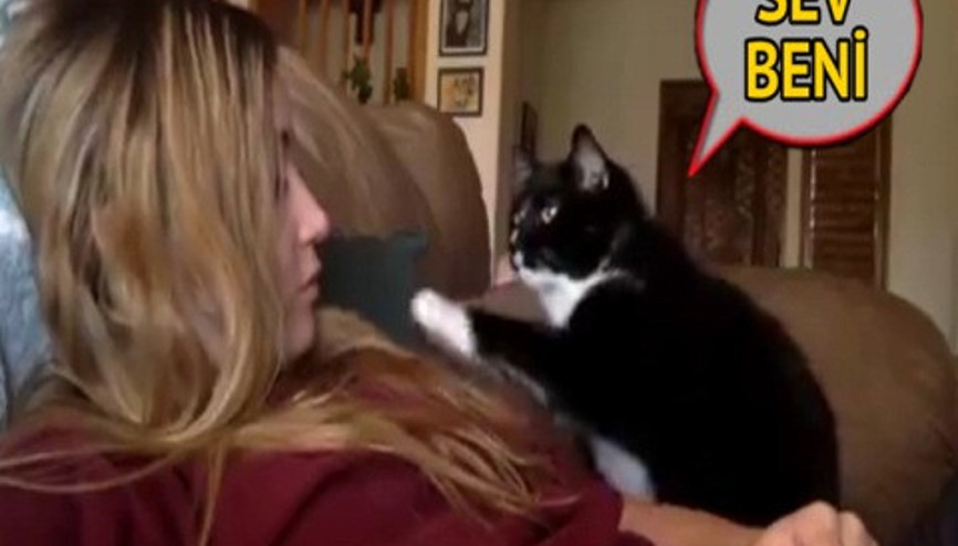Sahibine rica ile kendini sevdiren kedi