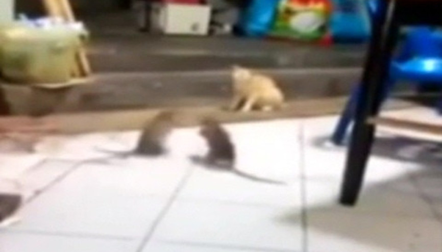 Dev fareler birbirine girdi, kedi şaşkınlıkla izledi