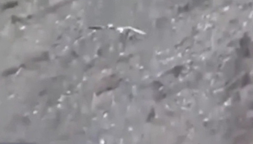 Kartal küçük çocuğu kaçırmaya çalıştı