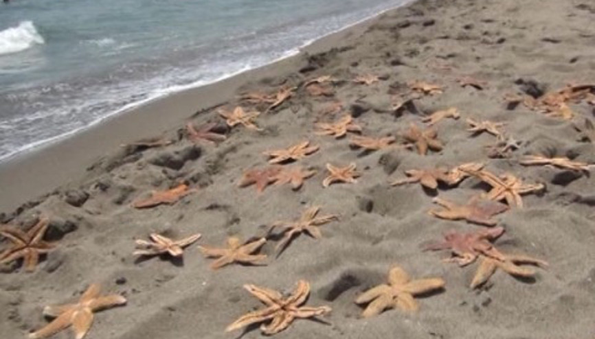 Yüzlerce deniz yıldızı kıyıya vurdu