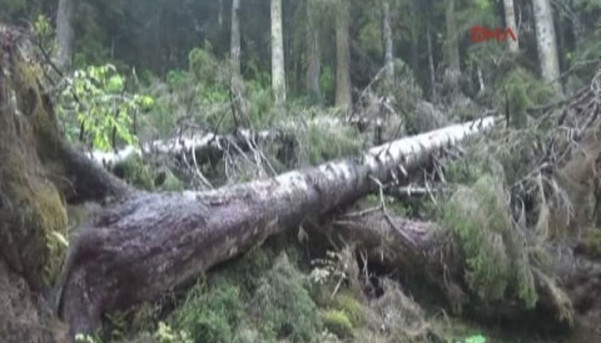 Yeşil Yol güzergahındaki ağaçlar yol çalışması nedeniyle kesiliyor Yeşil Yol güzergahındaki ağaçlar yol çalışması nedeniyle kesiliyor