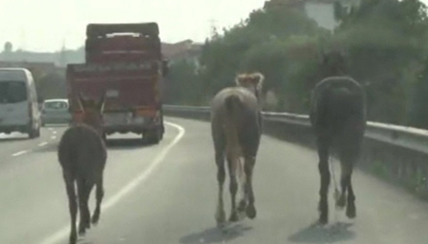 2 at ve 1 eşek trafiği alt üst etti