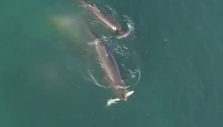 Aç kalan balinaların köpek balığını kovalaması