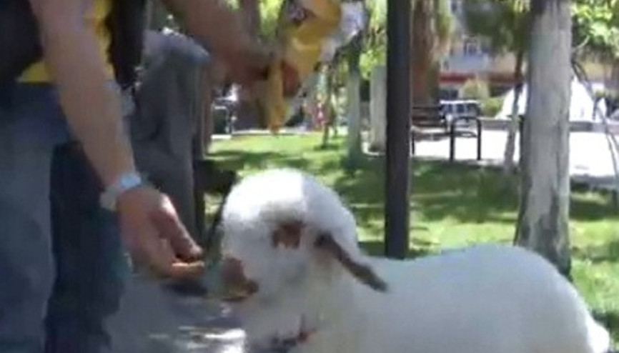 Cips yiyip gazoz içen kuzu Cips yiyip gazoz içen kuzu