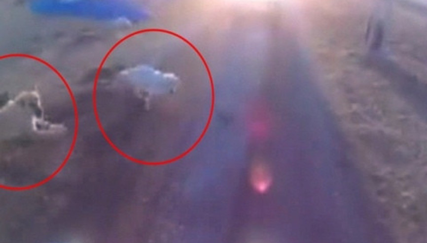 Saldırgan köpekler motosikletçiyi böyle düşürdü