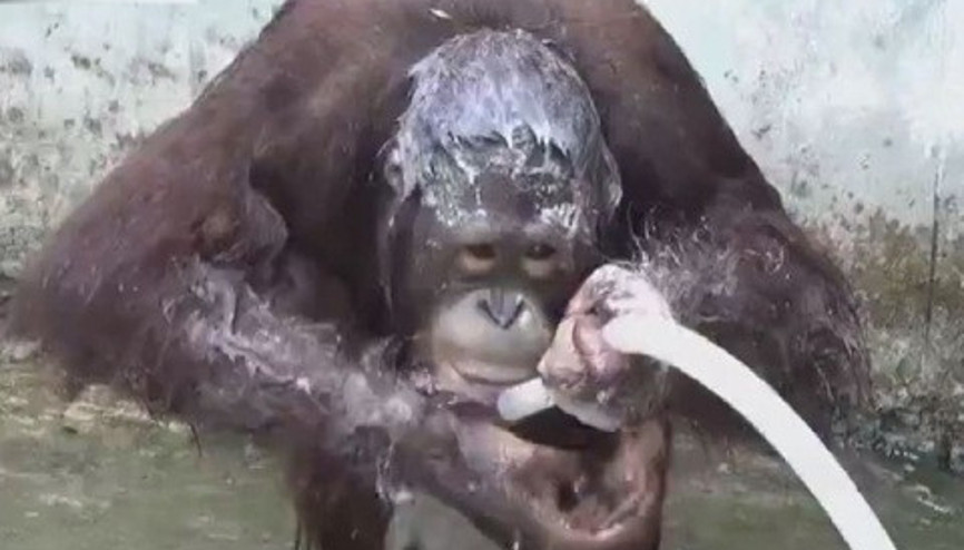 Hortumla yıkanan orangutan şaşırtıyor