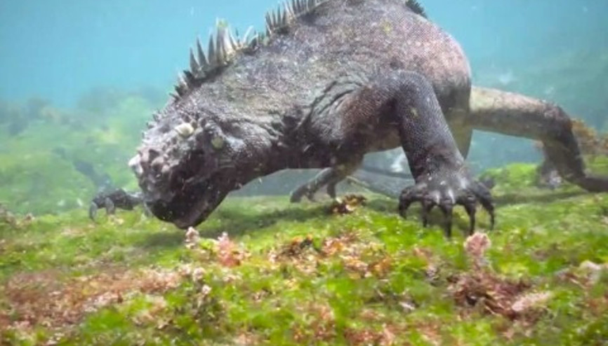 Godzilla adı verilen iguana sadece ot yiyor