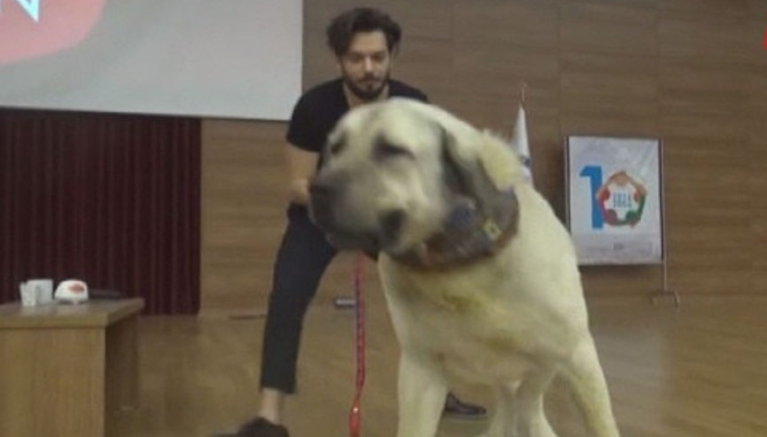 Şovmen Hayrettinin, Aksaray Malaklısı köpeğiyle sahnede zor sınavı