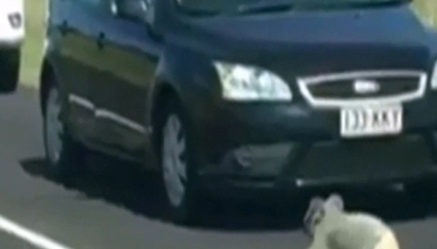 Koala yola çıkıp trafiği durdurdu