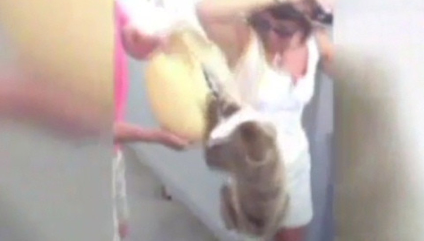 Aç maymun muzu böyle çaldı