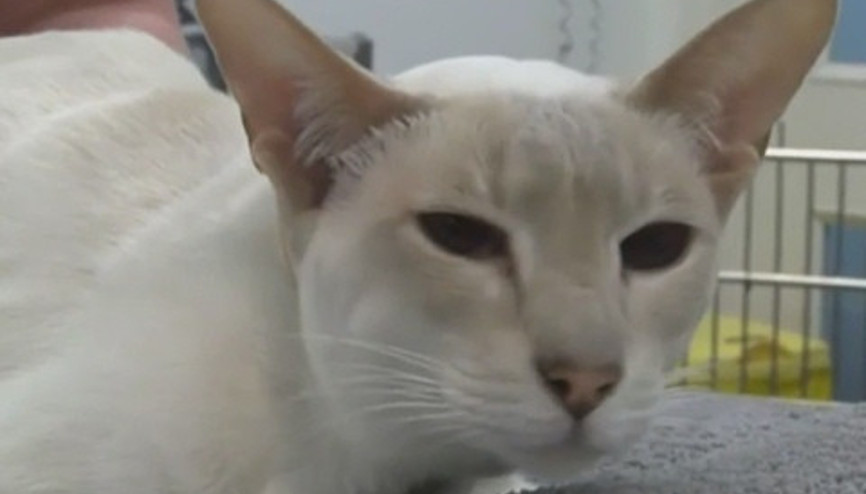 Yanlışlıkla postaya verilen kedi 8 gün aç ve susuz kaldı