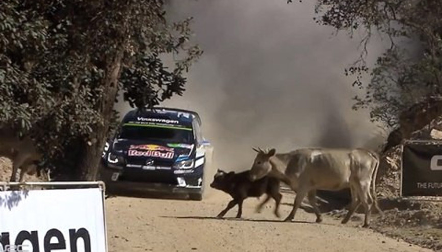 Dünya Ralli Şampiyonasında inek şoku