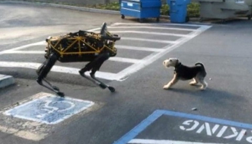 Gerçek köpek ile teknolojik köpek karşı karşıya gelirse Gerçek köpek ile teknolojik köpek karşı karşıya gelirse