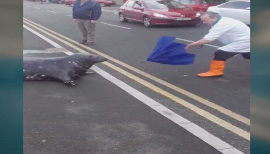 Aç kalan fok bir anda yola fırladı