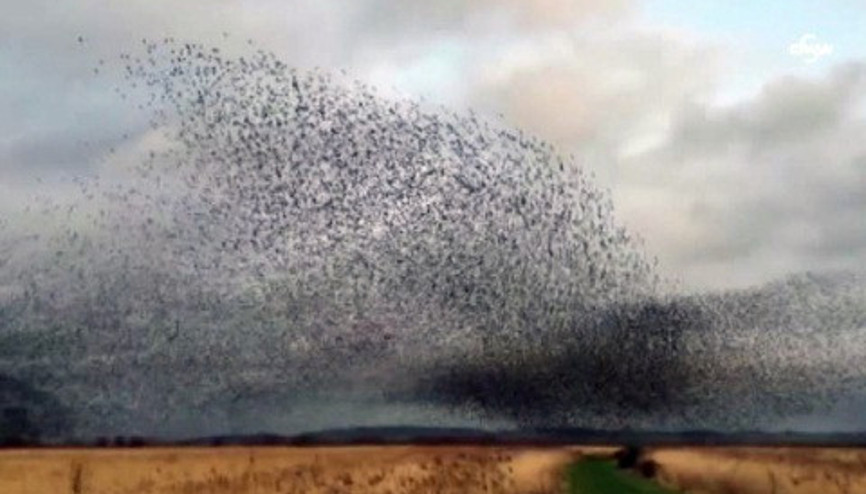 Sığırcık kuşlarından görsel şölen