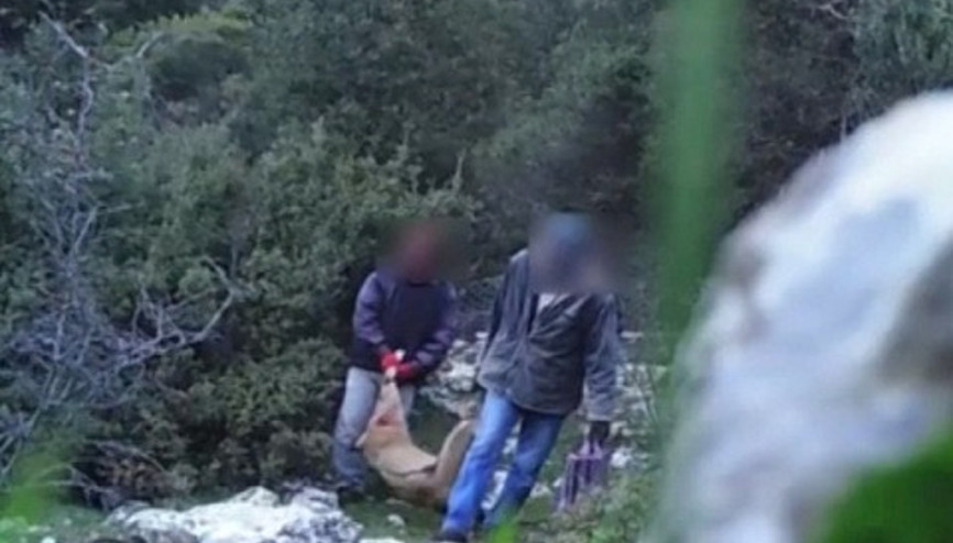 Yaban keçisini vuran kaçak avcılar fotokapana yakalandı