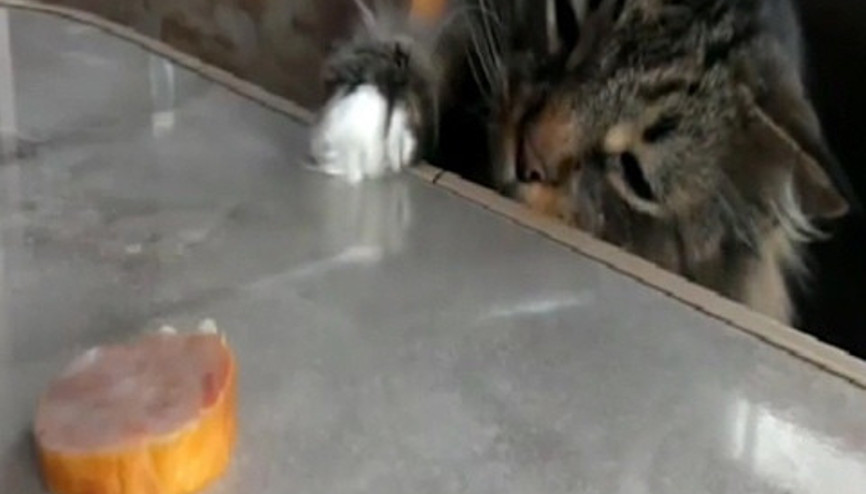 Açlıkla vicdanı arasında kalan kedi