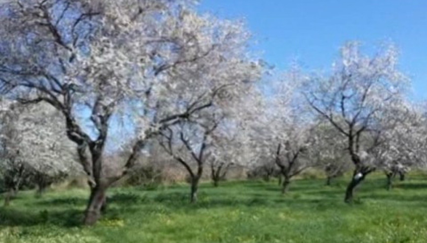Muğla Datça’da erken bahar Muğla Datça’da erken bahar