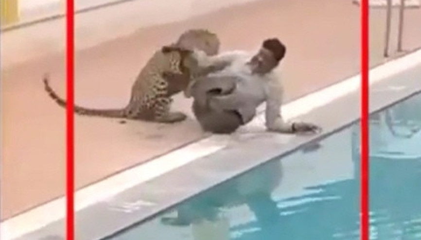 Okulda vahşi leopar dehşeti