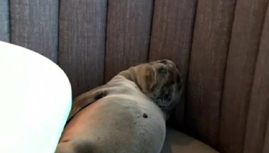 Deniz aslanı lüks restoranda uyuyakaldı