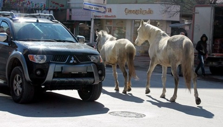 Niğde kent merkezinde atlar dolaştı