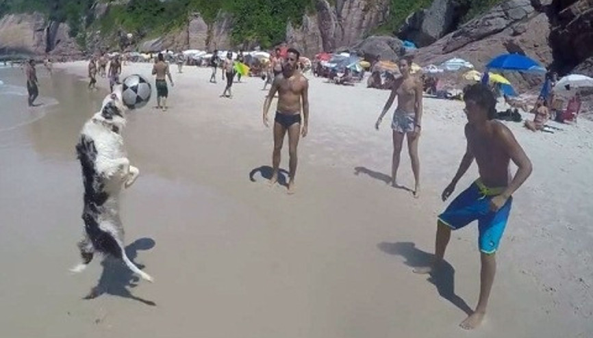 Brezilyanın köpekleri bile futbol cambazı