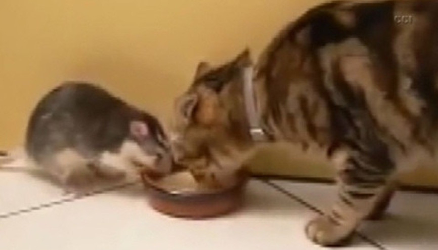 Kedi ve farenin inanılmaz dostluğu