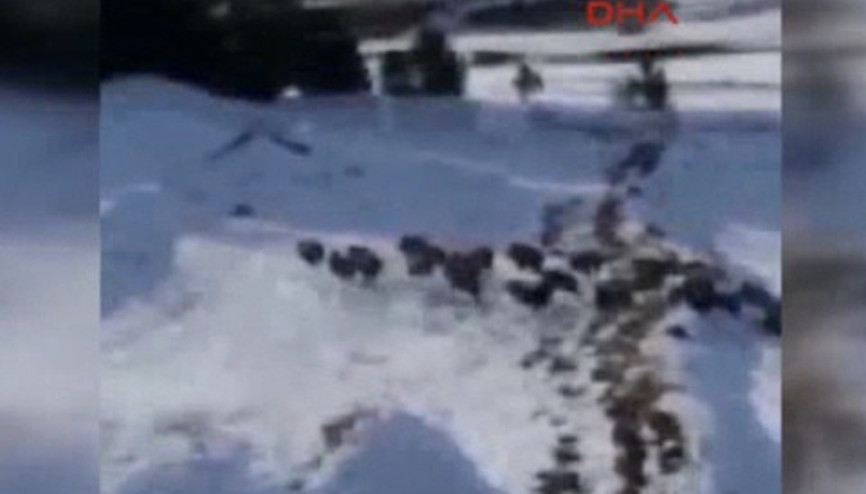 Aç kalan domuz sürüsü köye indi