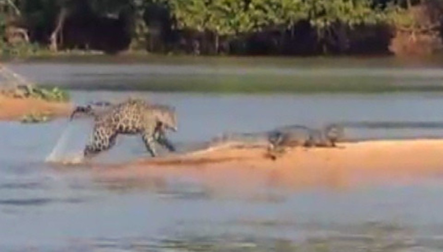 Jaguar dev timsahı böyle avladı