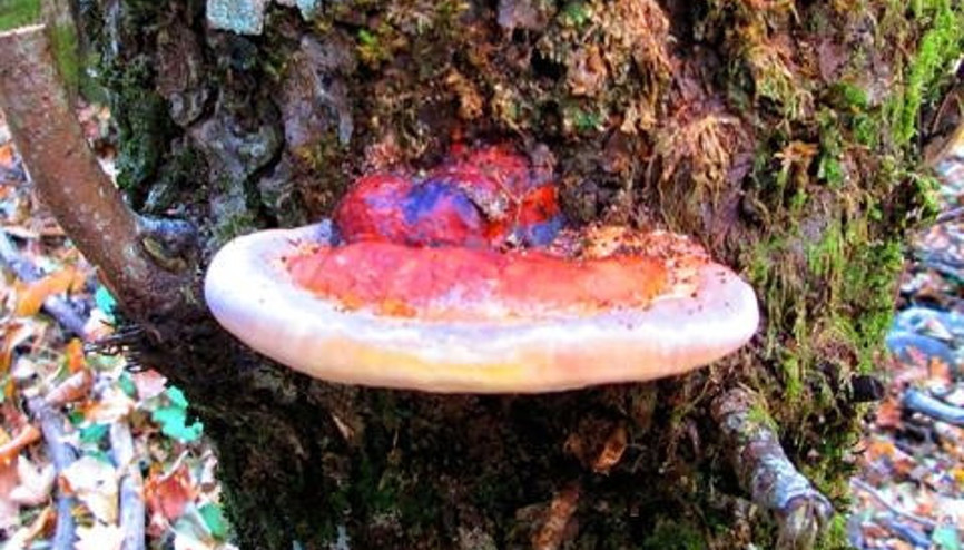 Ölümsüzlüğün kaynağı Reishi Mantarı Kaz Dağları’ndan çıktı Ölümsüzlüğün kaynağı Reishi Mantarı Kaz Dağları’ndan çıktı