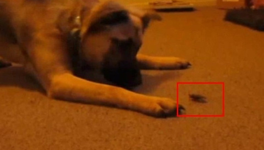 İlk kez böcek gören köpek fena tırstı