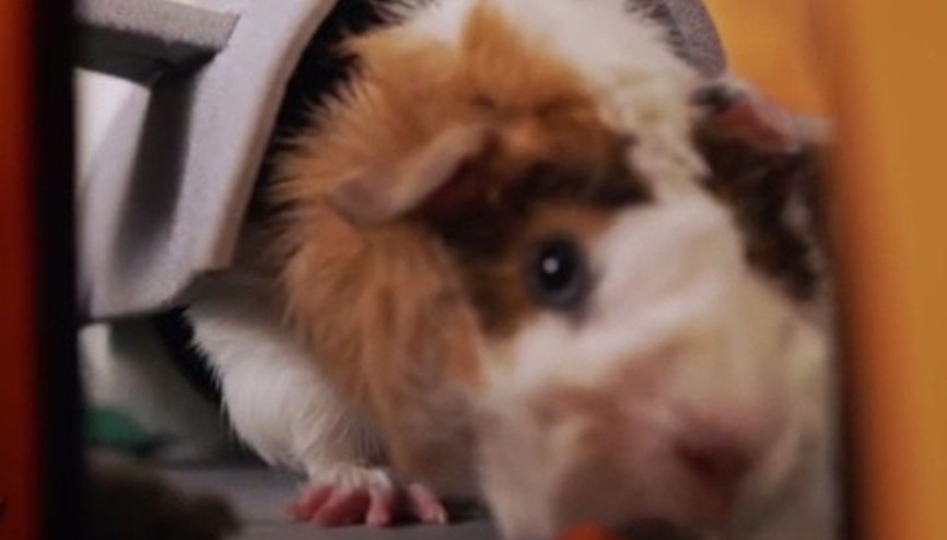 Hamsterlara özel cadılar bayramı