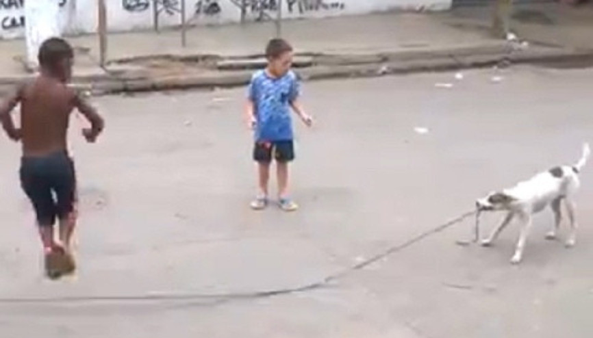 Bu köpek gerçek bir oyun arkadaşı