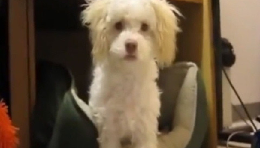 Suçüstü yakalanan köpek şahit bırakmaz istemezse