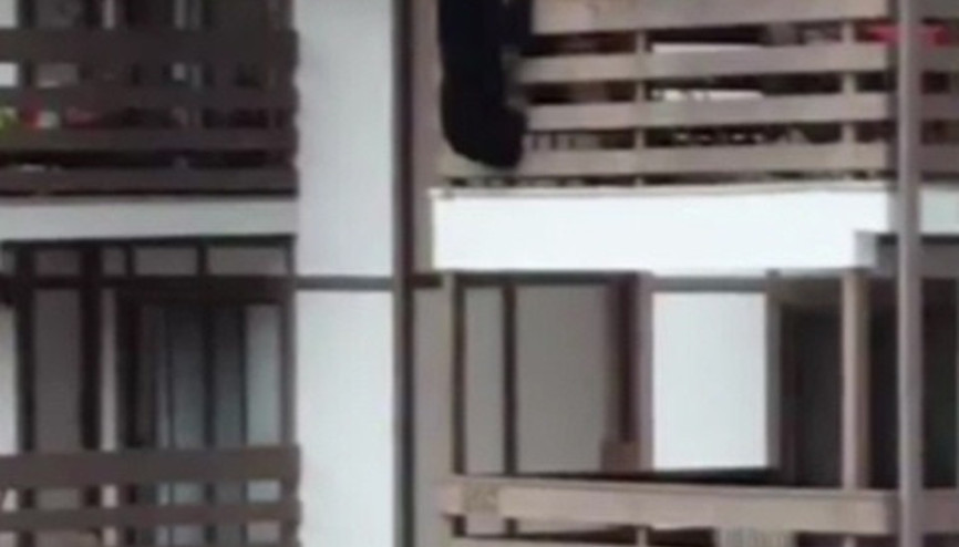 Aç ayı 3 katlı binaya tırmandı