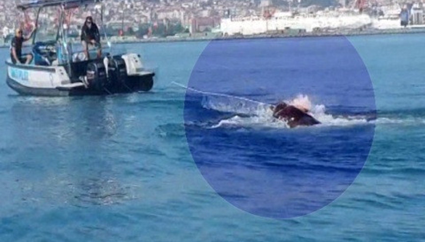 Denize atlayan tosunu polisler kurtardı