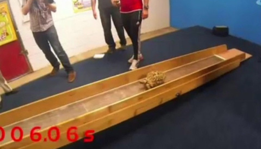 Dünyanın en hızlı kaplumbağası Dünyanın en hızlı kaplumbağası