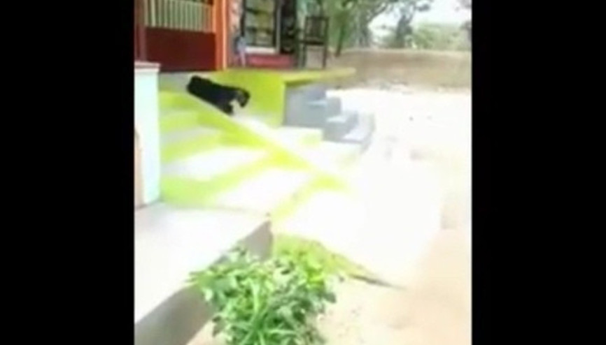 Keçinin kaydırak keyfi