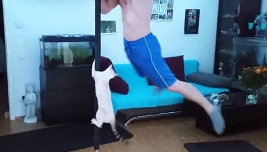 Sahibiyle Birlikte Direk Dansı Yapan Kedi