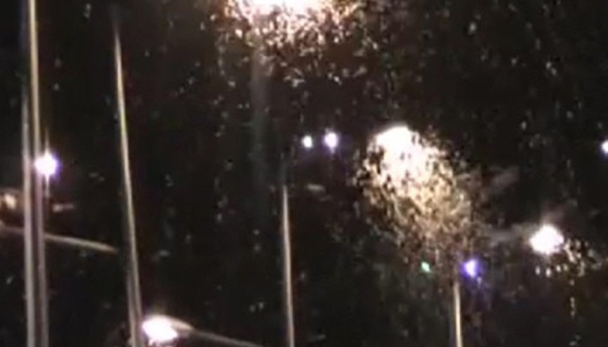 Kelebeklerin ölüm uçuşu