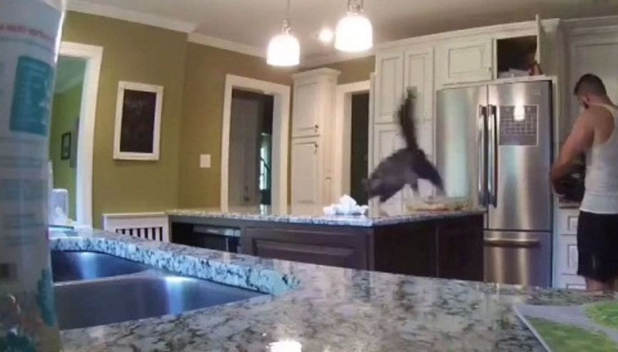 Hırsız kediden harika hamle