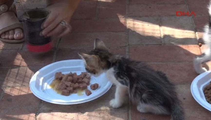 Alanyada kedilere özel ev ve park Alanyada kedilere özel ev ve park