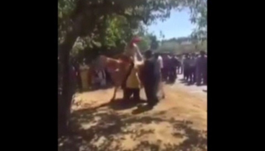 At damadı kaçırdı