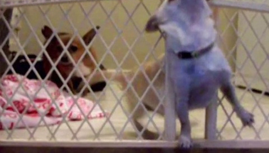 Köpeğin kapıyla imtihanı