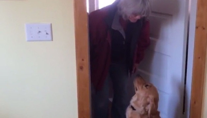 Sahibine trip atan köpek