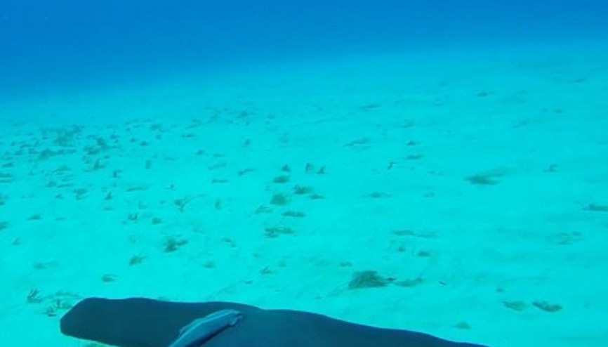 Çekiç balığıyla okyanus gezintisi