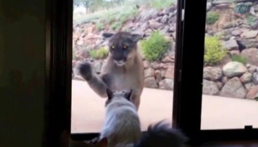 Aslanın karşısında duran cesur kedi Aslanın karşısında duran cesur kedi