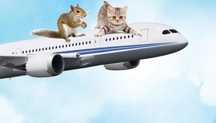 Uçağın kanadında uçan çılgın kedi Uçağın kanadında uçan çılgın kedi