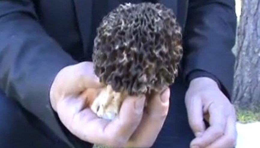 Bu mantarın kilosu 600 lira